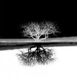 the tree uf us the tree uf us